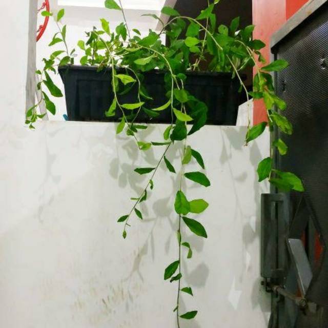 paket Tanaman likuanyu + pot panjang leekwanyew Vernonia Elliptica aka Lee Kuan Yew