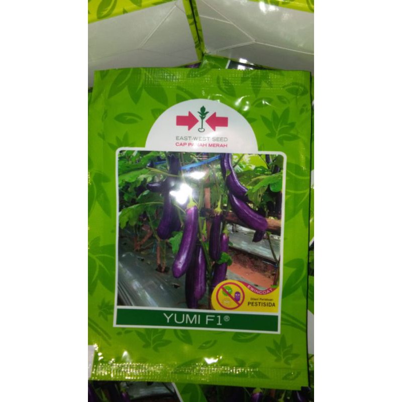 Bibit terong yumi F1 1100 btr
