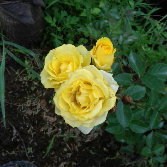 Mawar Floribunda Kuning