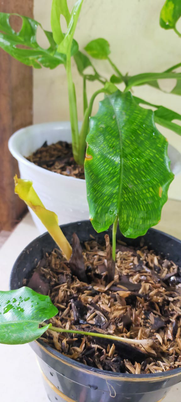  Calathea  musaica network bibit tanaman hias bunga 