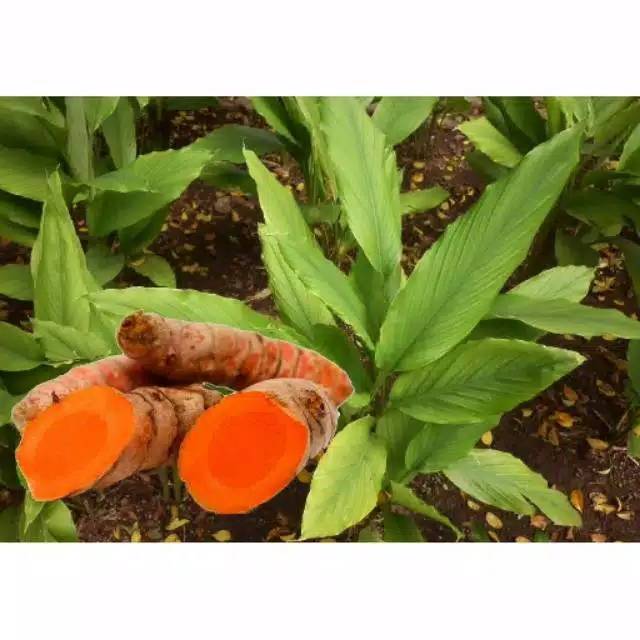 Pohon kunyit herbal bibit pohon kunyit Tanaman herbal Pohon kunyit herbal bibit pohon kunyit Tanaman herbal