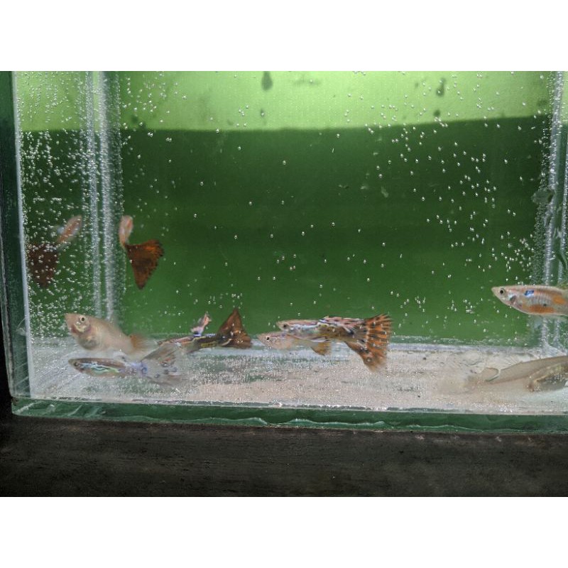 Ikan Guppy cobra CENDOLAN sepasang/grosir eceran