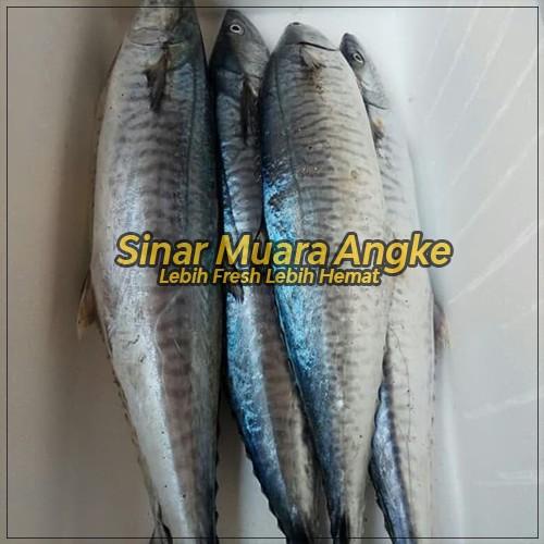 

Fisho | Ikan Tenggiri Segar Fresh - Tenggiri Batang Segar Ready stock
