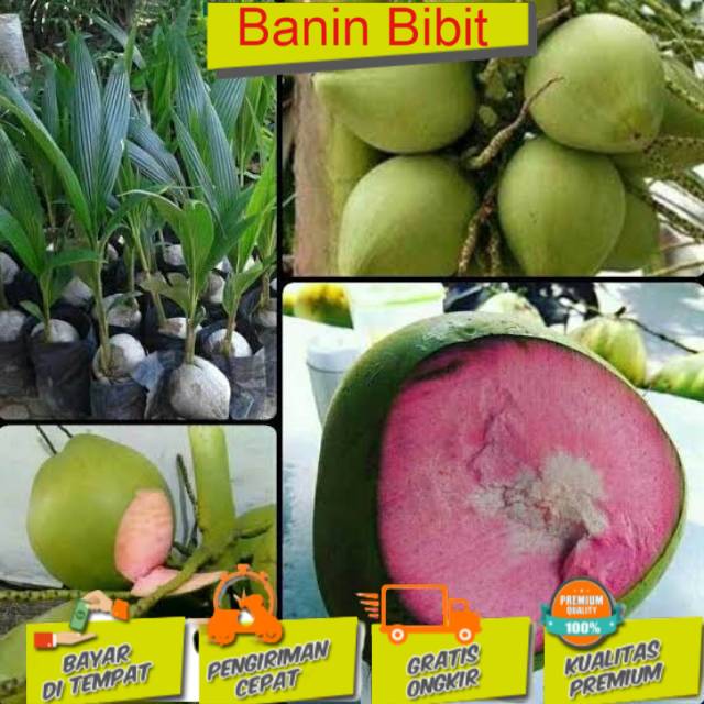 BIBIT KELAPA WULUNG ASLI SUPER GENJAH