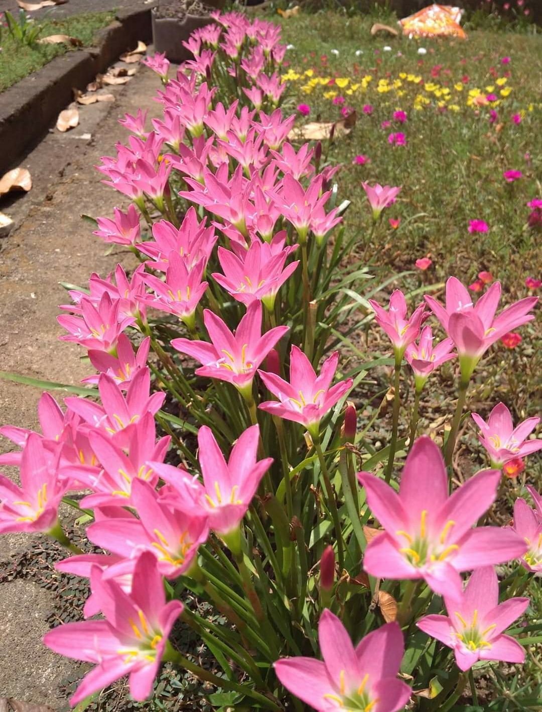 Black And Decker Gl260 250 Watt String Trimer Listrik / Mesin Potong Rumput Listrik