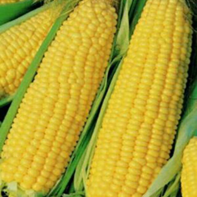 Benih Jagung  Manis Jagung  Kuning  Sweet Corn Isi 25 