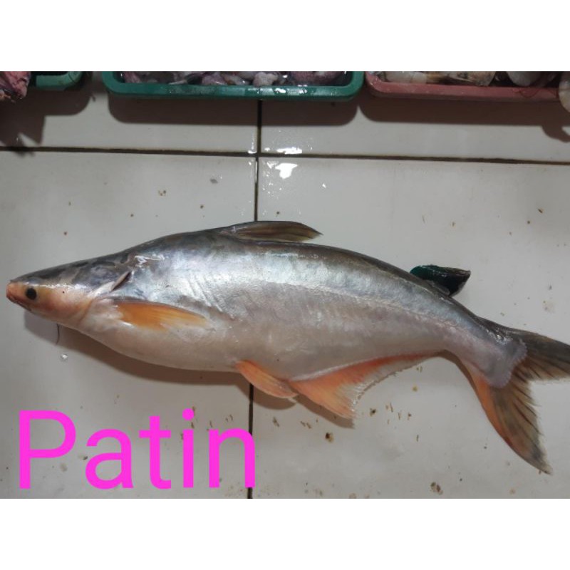 

IKAN PATIN/500GRM,RAEDY YA SIAP DI ORDER