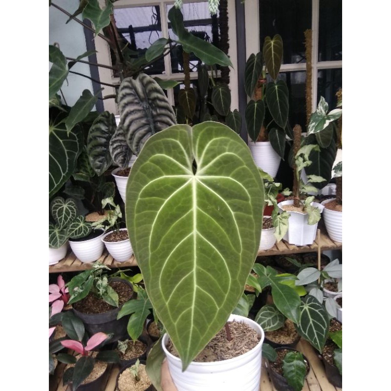 kuping gajah magnificum