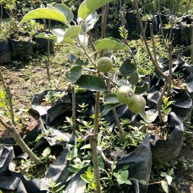 bibit apel anna berbuah/bunga