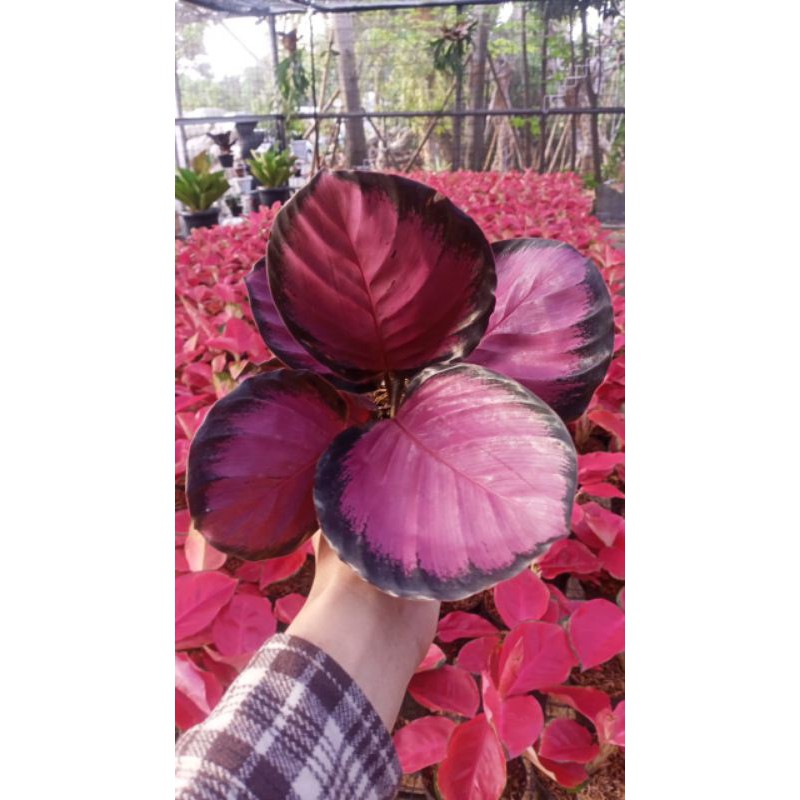 Calathea Crimson Ungu per5/10 harga spesial