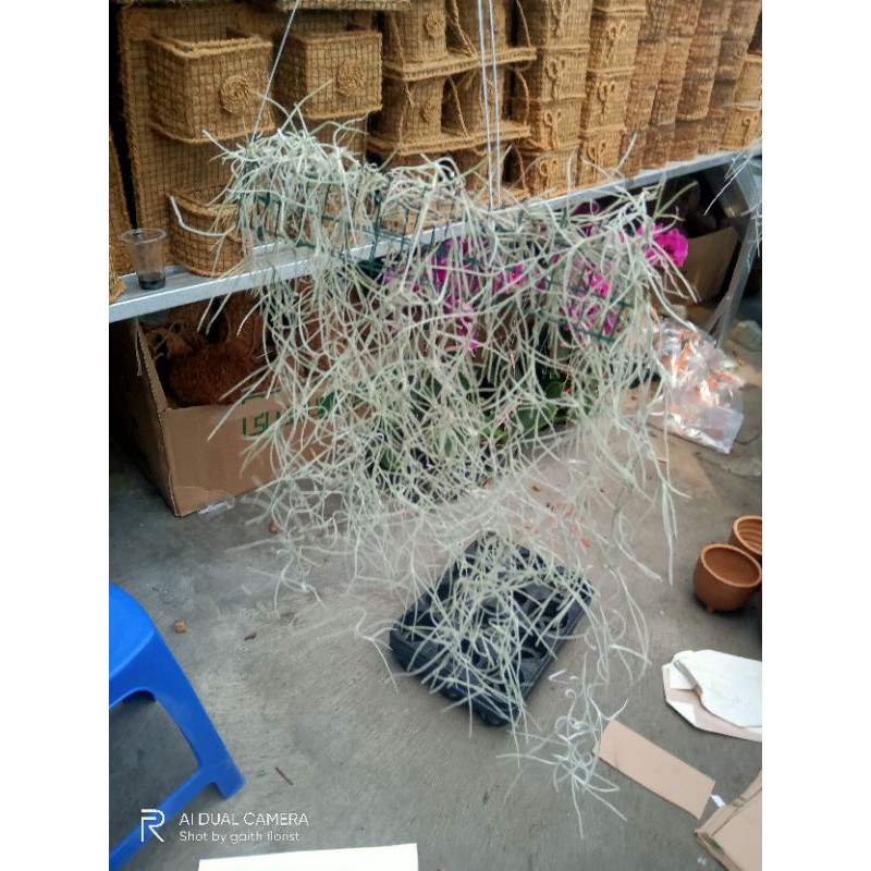 Spanish moss janggut dewa