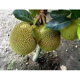 S@P Bibit Buah Tanaman Jadi Nangka Mini Unggul