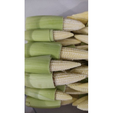 

putren jagung muda fresh picks harga per kg