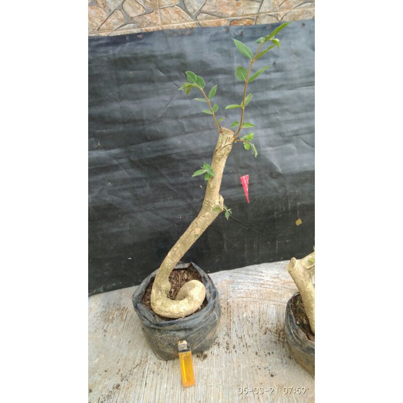 BAHAN BONSAI MENTAOS CASCADE 01
