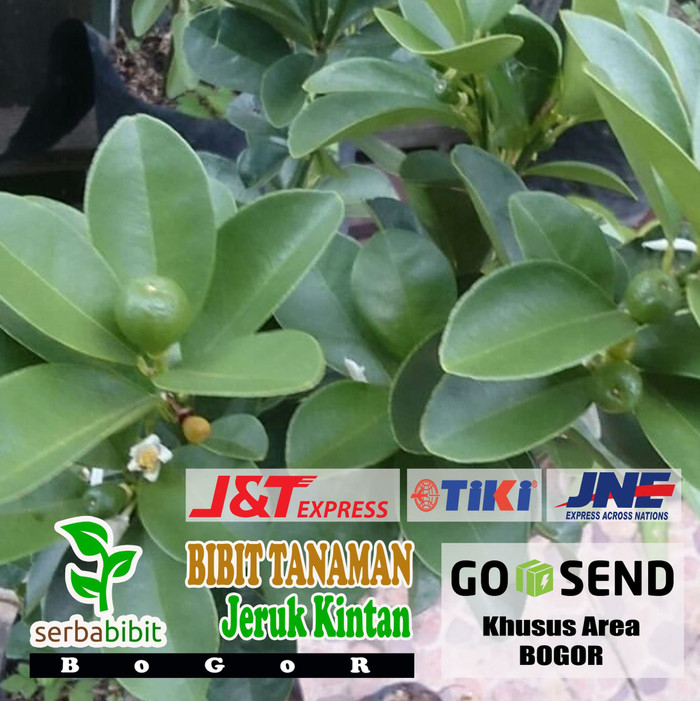 Bibit Pohon Jeruk Intan Sudah Berbuah Tanaman Buah Tabulampot Unik