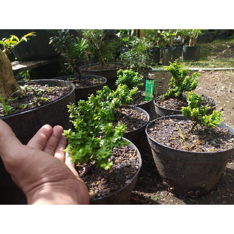 Saeng Simbur Super Mikro Thailand / Bunga Ungu