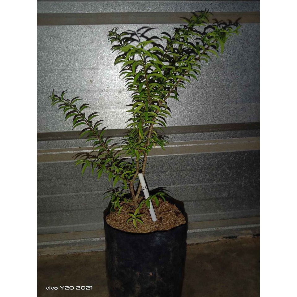 Bibit Anting Putri Micro