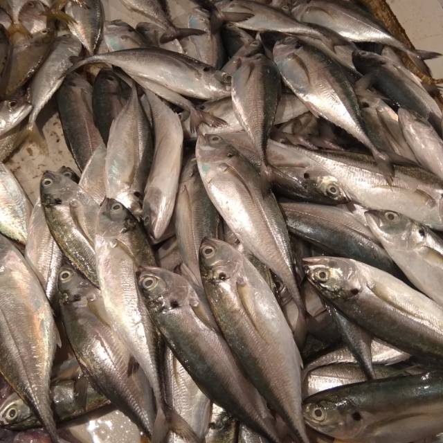 Jual Ikan Teros Segar Min 1kg Shopee Indonesia