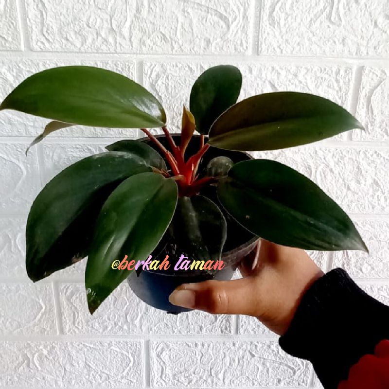 tanaman hias red congo/bibit philodenron red congo
