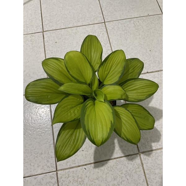 Hosta Gold