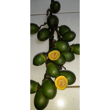 

Buah pinang muda buah pinang muda segar per 500 grm