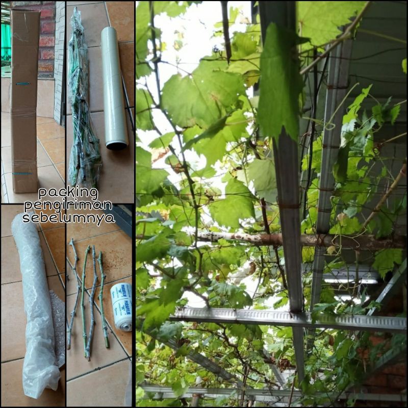 

Batang Entress Anggur