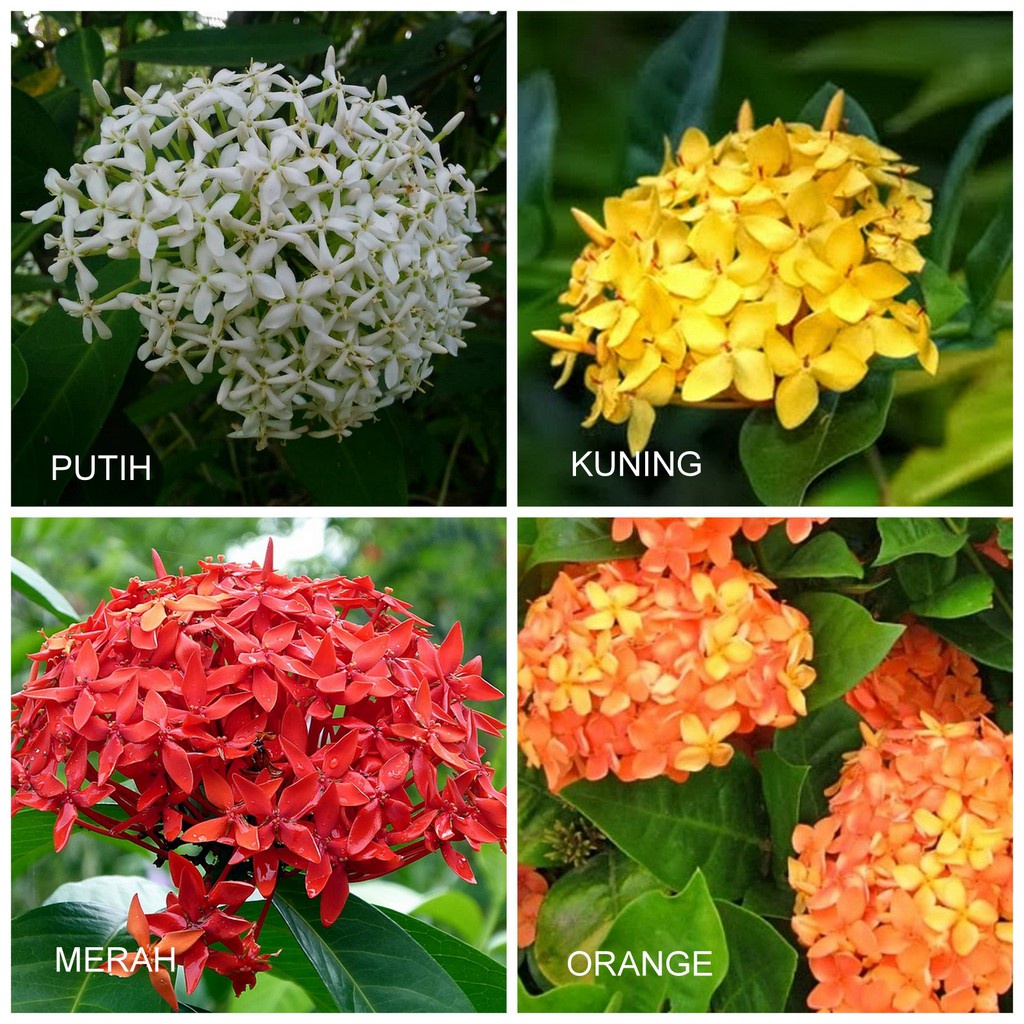 TANAMAN HIAS ASOKA MICRO