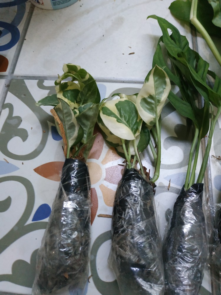 Tanaman Hias Gantung Pohon Sirih Gading Koin / Njoy