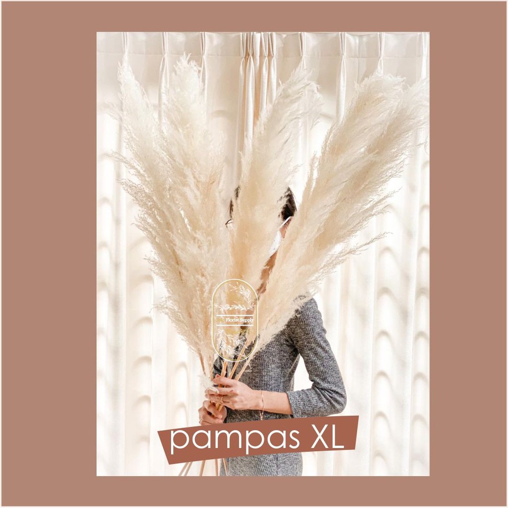 120cm Pampas Jumbo Creamy Import Pampas Grass Bulu Dried Flower Preserved Dekorasi Prop Foto Rustic