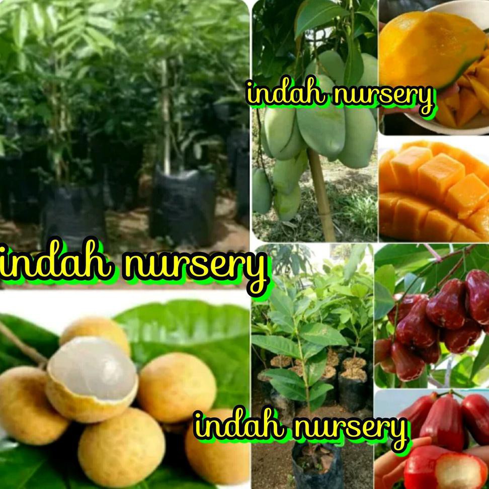 Super Paket 3 Jenis Bibit Buah Kelengkeng Aroma Durian Jambu Madu Merah Mangga Madu #_*