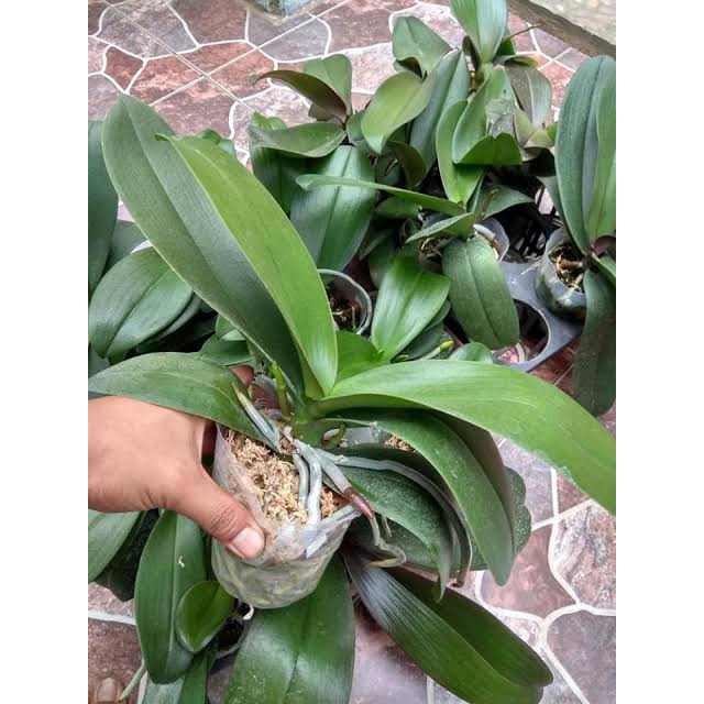 anggrek bulan phalaenopsis amabilis dewasa putih