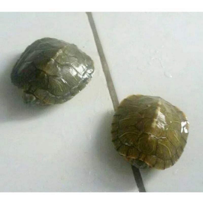 

kura kura Brazil size 3 cm dan pelet kura kura