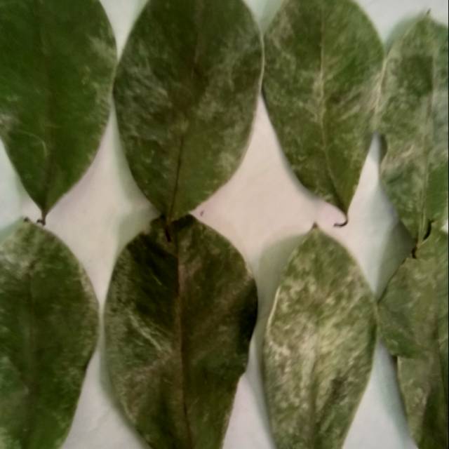 

Daun sirsak kering warna hijau