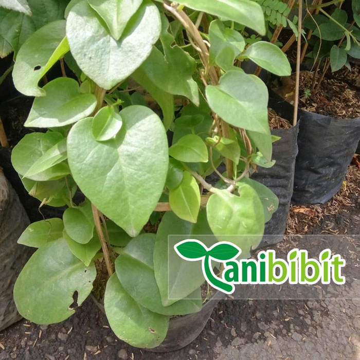 Pohon Daun Binahong Hijau (RIMBUN) - Pohon Binahong Herbal