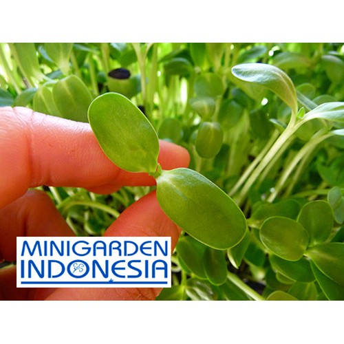 15 benih Sunflower Sprout bibit sayuran sawi sawian sunflower red microgreens salad MGI hidroponik