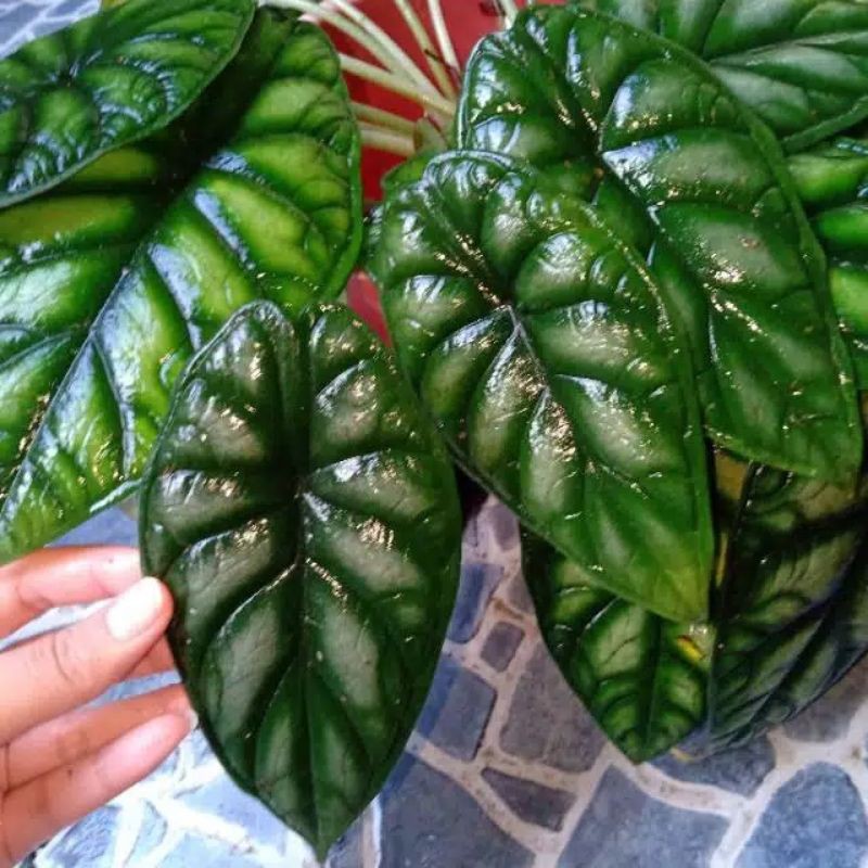 BUNGA KELADI TENGKORAK ALOCASIA DRAGON SCALE SILVER ALOKASIA DRAGON SCALE
