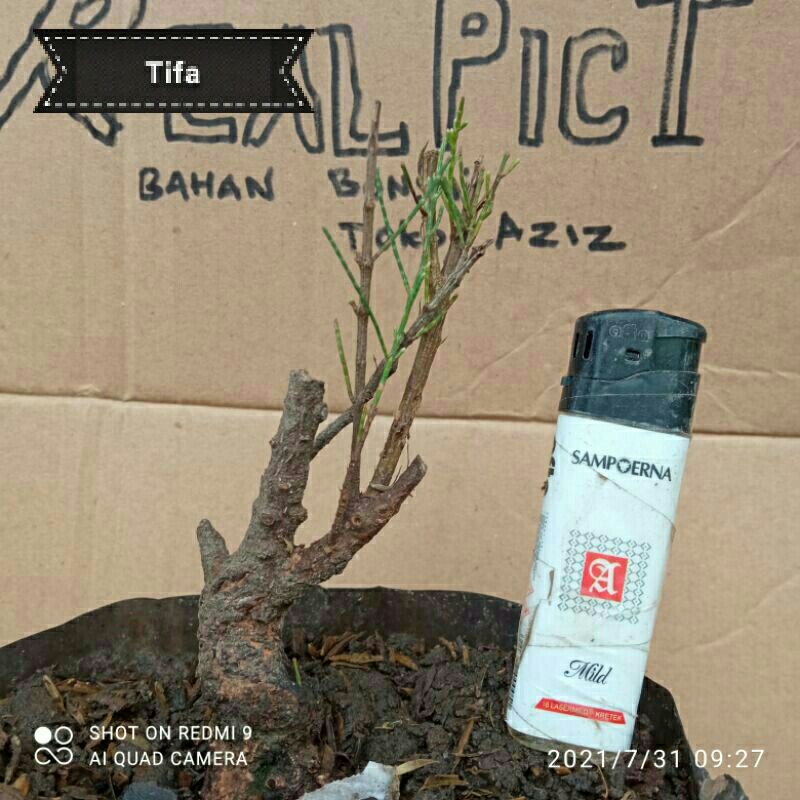 bonggolan Cemara udang untuk bonsai