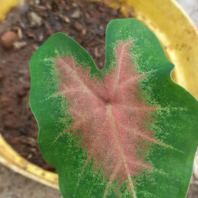 Tanaman hias keladi merah caladium