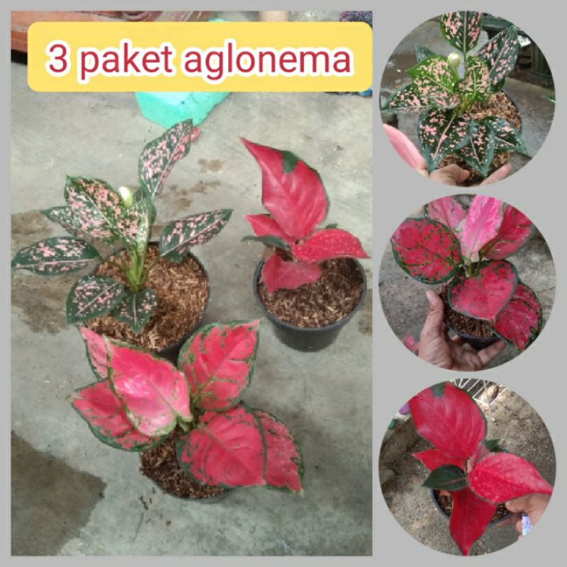 paket 3 aglonema
