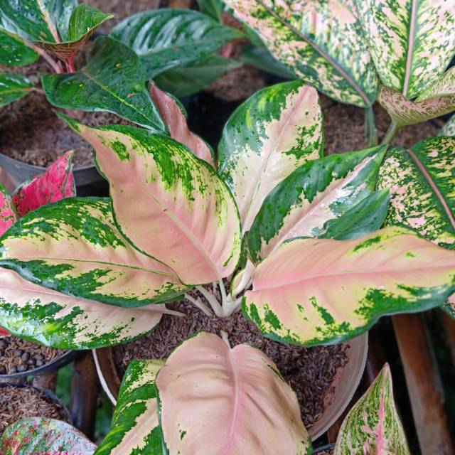 Aglonema Kochin tembaga