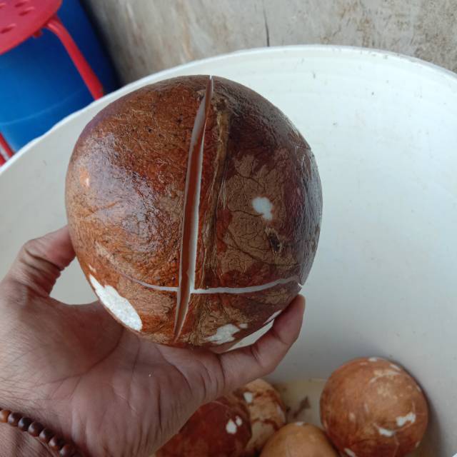 

kelapa bulat 1 buah