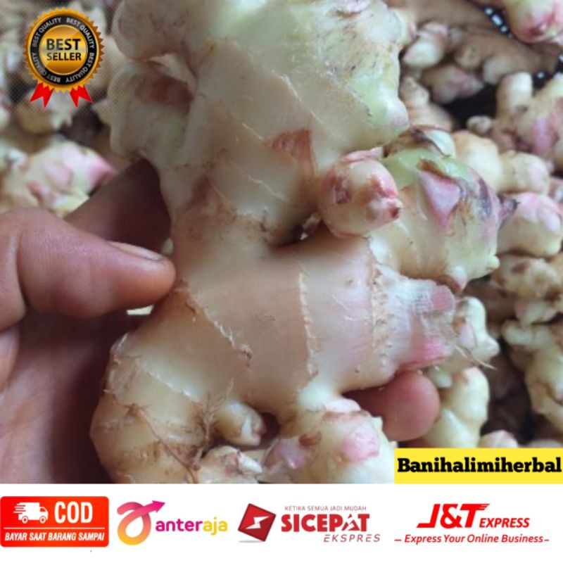 

Jahe Gajah asli organik 500 gram