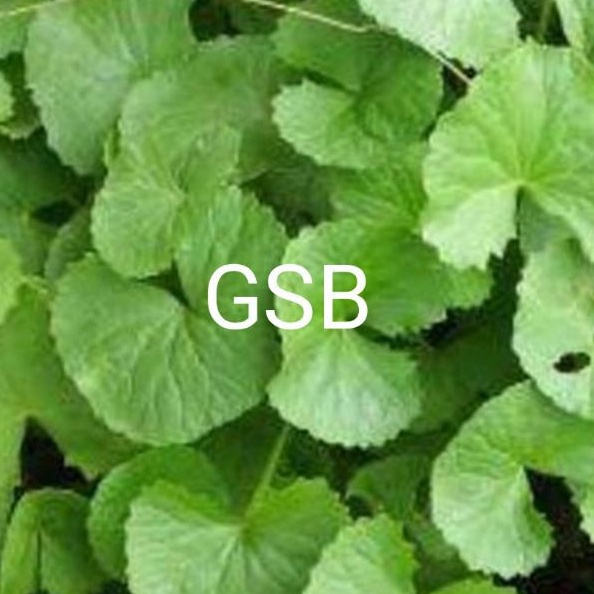 

Daun pegagan segar 500 gram / daun tapak kuda daun pegagan merah