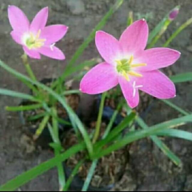 Pohon rain lily/tanaman hias rain lily