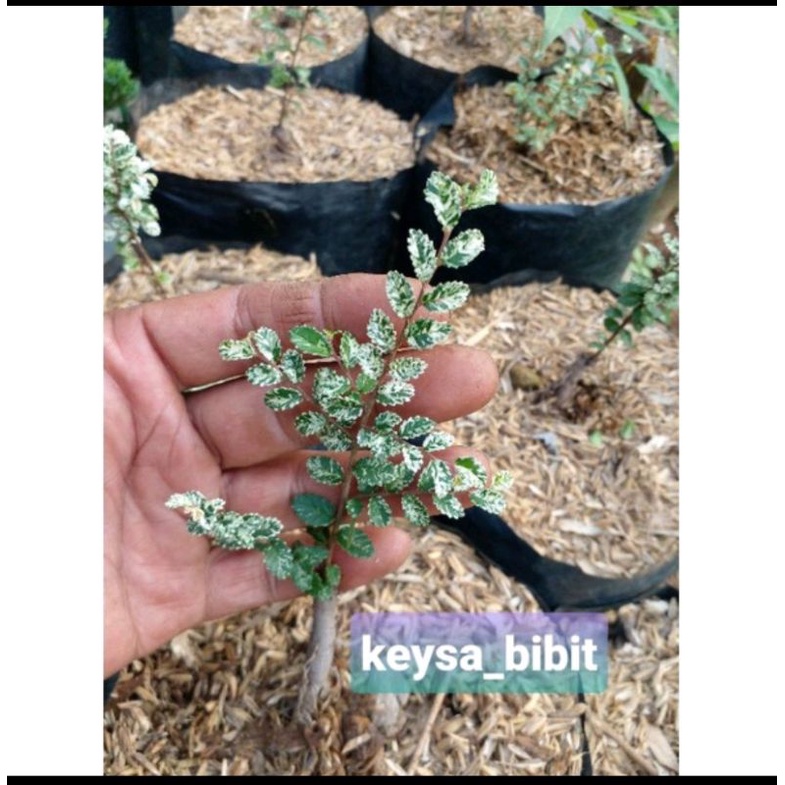 ulmus varigata daun micro