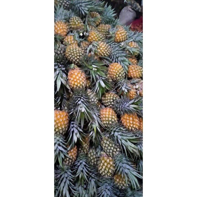 

nanas palembang matang mentah