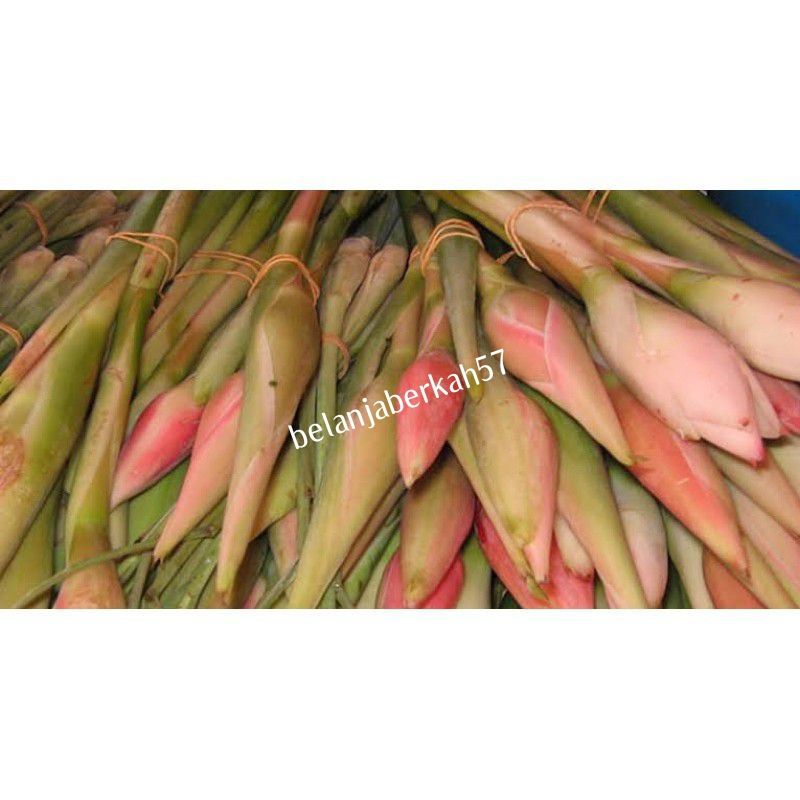 

KECOMBRANG FRESS++ DIPETIK SAAT ADA PESANAN