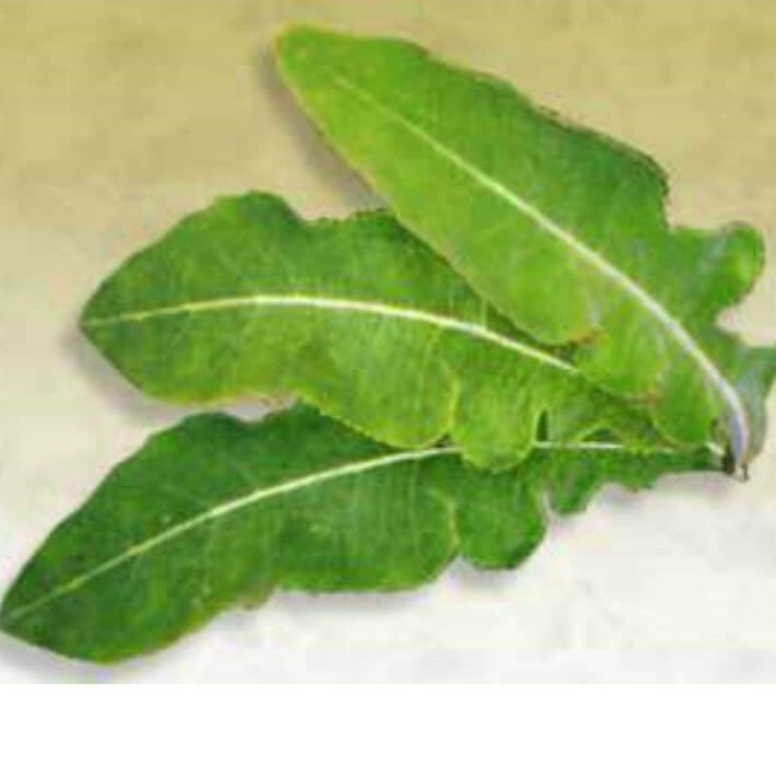 

500gr Daun Tempuyung fresh & organic