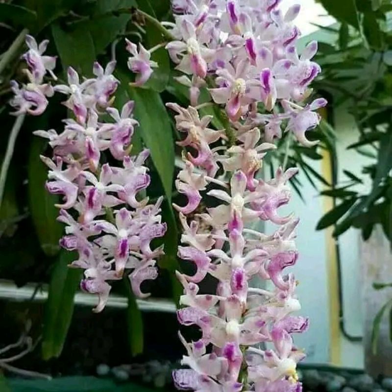 jumbo anggrek kuku macan