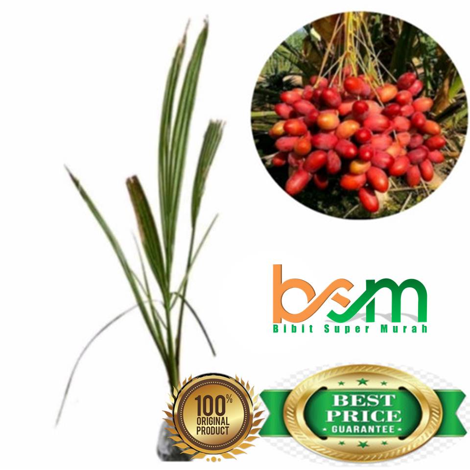 Bibit Kurma Ajwa Jantan Dan Betina